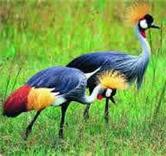 Most respected bird in Uganda.